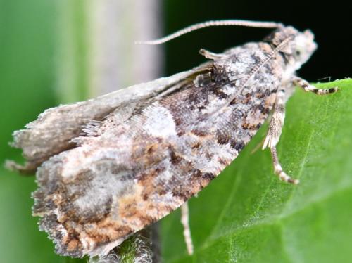 Eudemis profundana